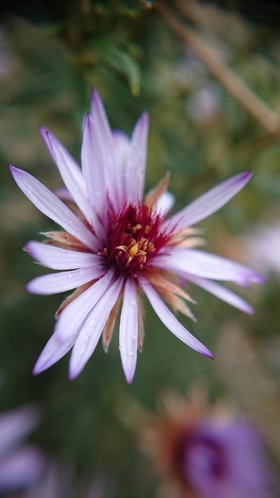 Diplostephium glandulosum, photographed by Diego Inclan