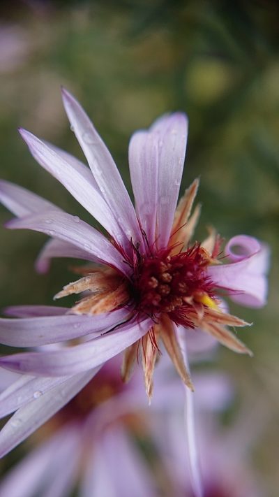 Diplostephium glandulosum, photographed by Diego Inclan