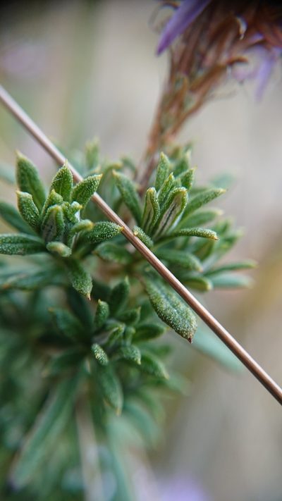 Diplostephium glandulosum, photographed by Diego Inclan