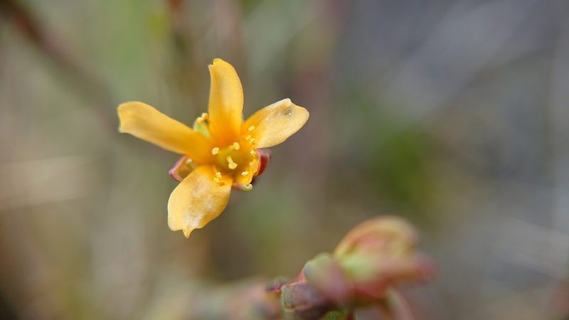 Hypericum decandrum, photographed by Diego Inclan
