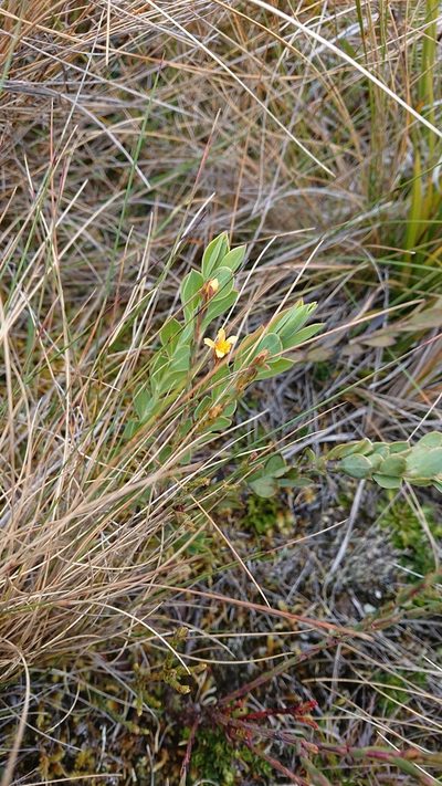 Hypericum decandrum, photographed by Diego Inclan