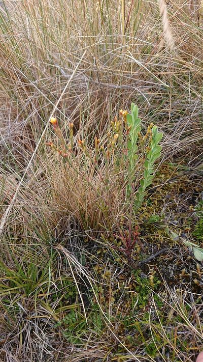 Hypericum decandrum, photographed by Diego Inclan