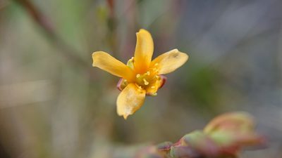 Hypericum decandrum, photographed by Diego Inclan