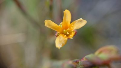 Hypericum decandrum, photographed by Diego Inclan