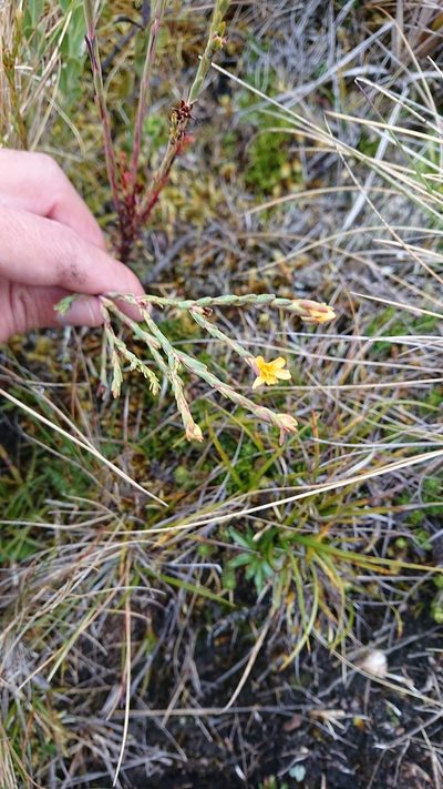 Hypericum decandrum, photographed by Diego Inclan
