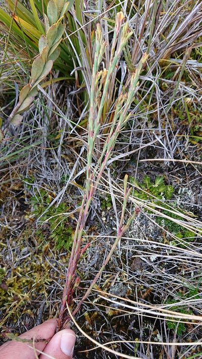 Hypericum decandrum, photographed by Diego Inclan