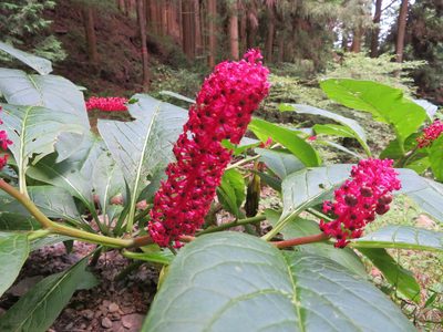 Phytolacca japonica, photographed by Marco Mussita