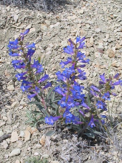 Penstemon arenicola, photographed by P Holroyd