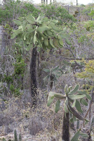 Consolea moniliformis, photographed by Kristof Zyskowski