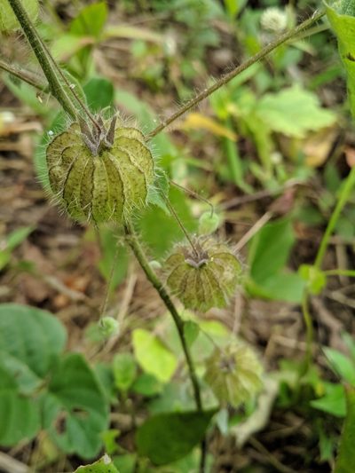 Herissantia tiubae, photographed by Macelo Costa