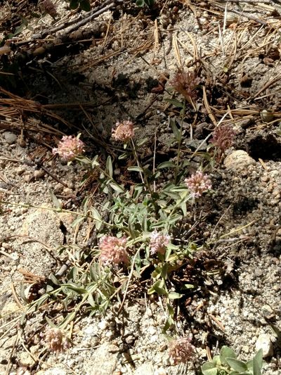Monardella australis, photographed by George Raymond