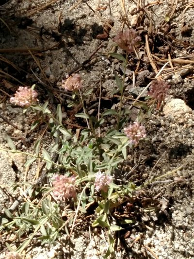 Monardella australis, photographed by George Raymond