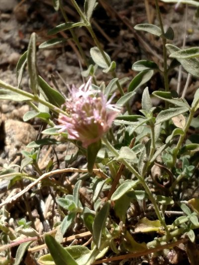 Monardella australis, photographed by George Raymond