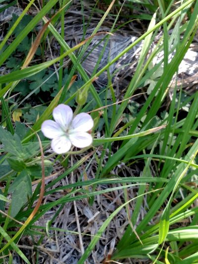 Geranium californicum, photographed by George Raymond