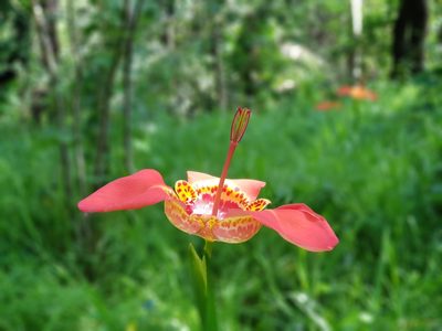 Tigridia pavonia, photographed by Martín Sánchez Vilchis