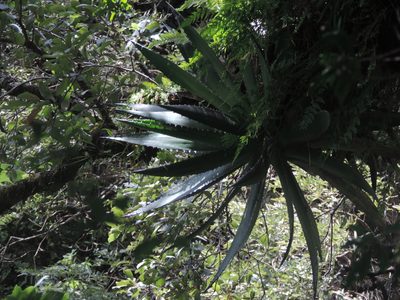 Agave angustiarum, photographed by Sandino Guerrero