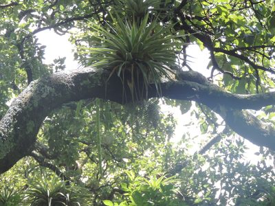 Tillandsia prodigiosa, photographed by Sandino Guerrero