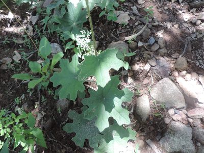Psacalium mollifolium, photographed by Sandino Guerrero