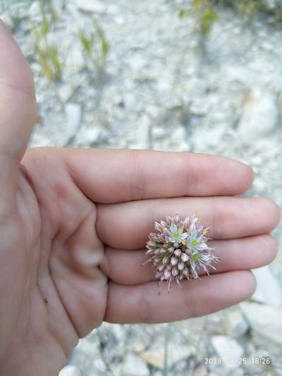Allium psebaicum, photographed by Сергей Крыленко