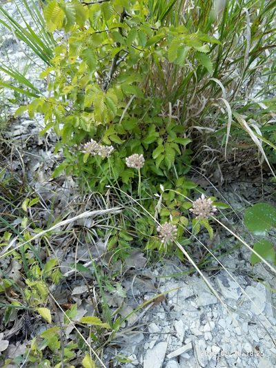 Allium psebaicum, photographed by Сергей Крыленко