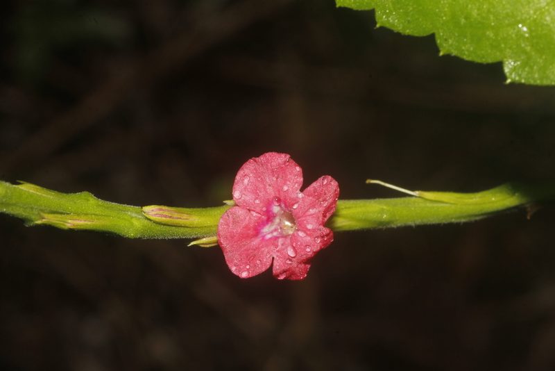 Stachytarpheta miniacea, photographed by Juan Cruzado Cortés