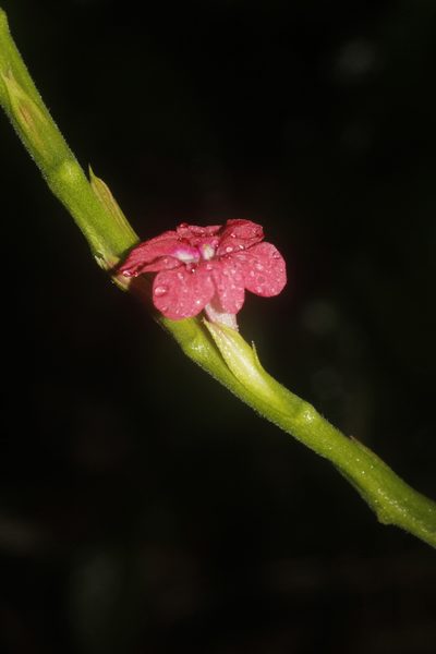 Stachytarpheta miniacea, photographed by Juan Cruzado Cortés