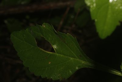Stachytarpheta miniacea, photographed by Juan Cruzado Cortés