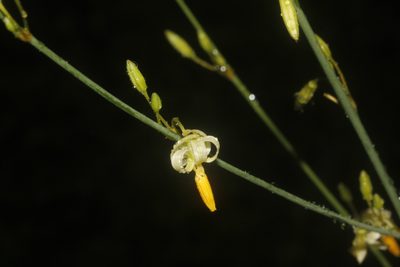 Echeandia luteola, photographed by Juan Cruzado Cortés