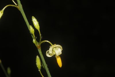 Echeandia luteola, photographed by Juan Cruzado Cortés