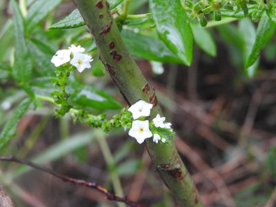 Euploca filiformis, photographed by Juan Cruzado Cortés