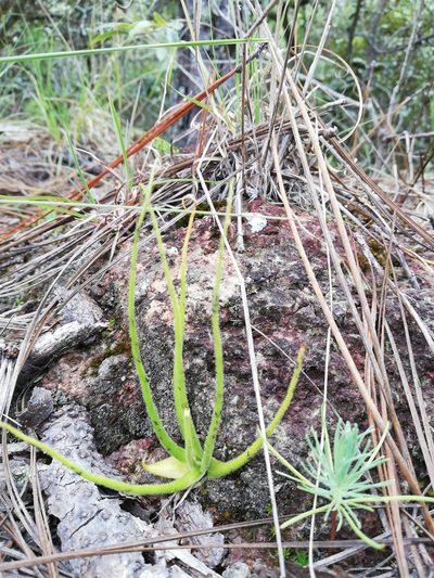 Pinguicula heterophylla, photographed by Sandino Guerrero