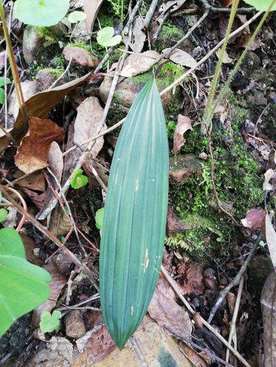 Bletia gracilis, photographed by Sandino Guerrero