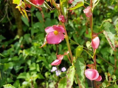 Begonia gracilis, photographed by Martín Sánchez Vilchis