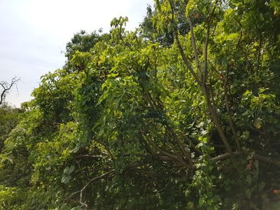 Senecio praecox, photographed by Martín Sánchez Vilchis