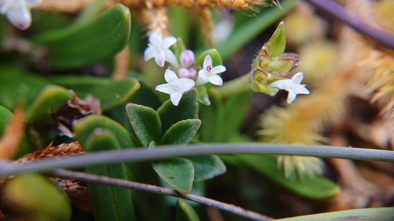 Valeriana bracteata, photographed by Diego Inclan