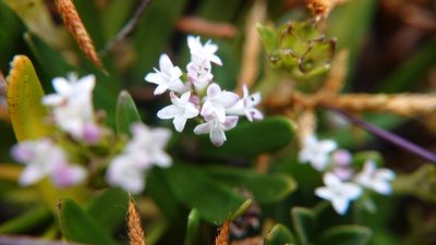 Valeriana bracteata, photographed by Diego Inclan