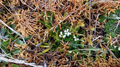 Valeriana bracteata, photographed by Diego Inclan