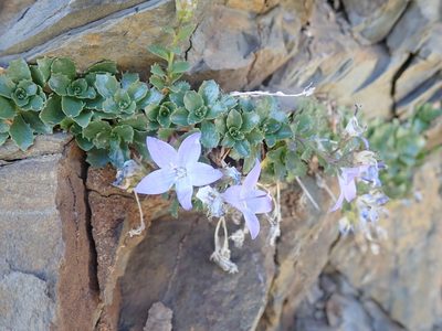 Campanula piperi, photographed by John Brew