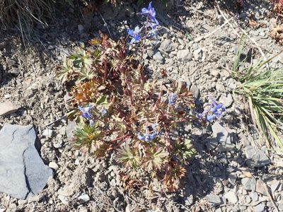 Delphinium glareosum, photographed by John Brew