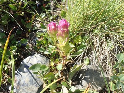 Orthocarpus imbricatus, photographed by John Brew
