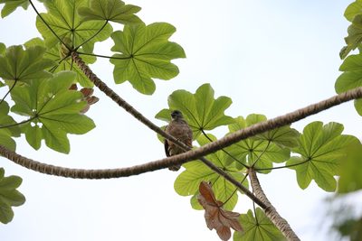 Cecropia schreberiana, photographed by Kristof Zyskowski