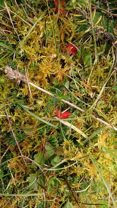 Plantago linearis, photographed by Diego Inclan