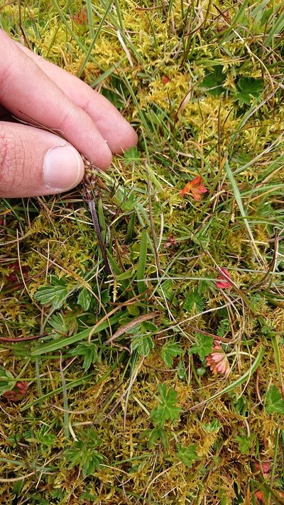 Plantago linearis, photographed by Diego Inclan