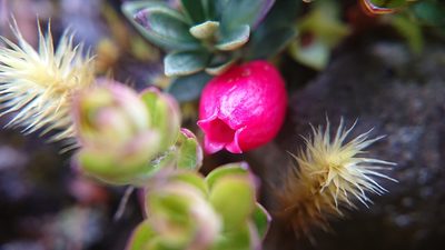 Disterigma empetrifolium, photographed by Diego Inclan