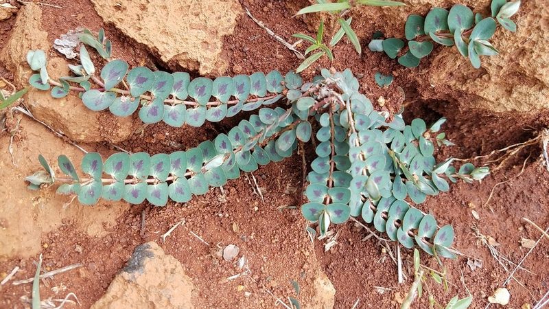 Euphorbia umbellulata, photographed by Alan Rockefeller