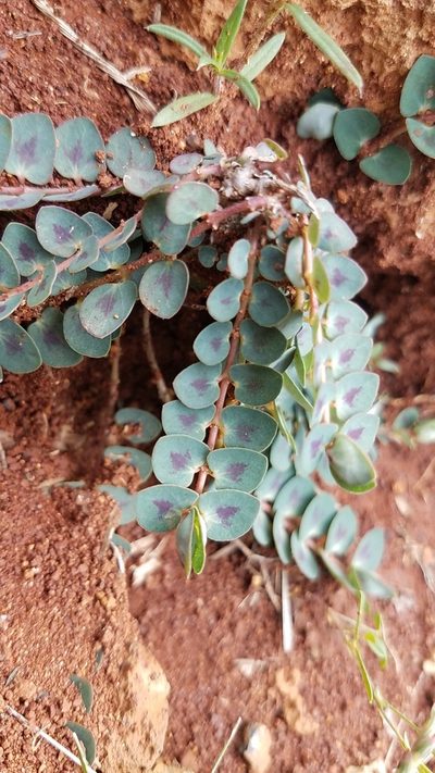 Euphorbia umbellulata, photographed by Alan Rockefeller