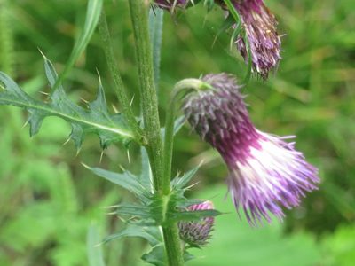 Cirsium pendulum, photographed by Repina Tatyana