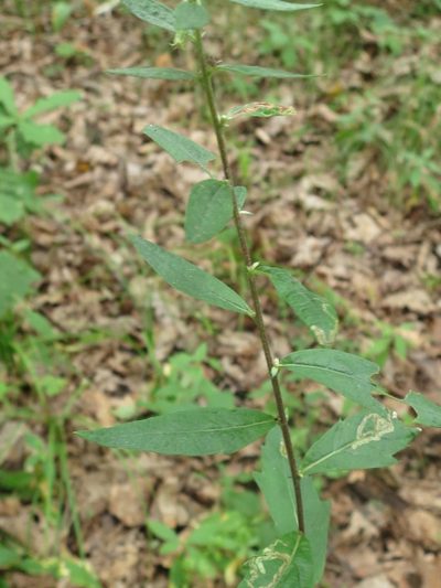 Artemisia stolonifera, photographed by Repina Tatyana