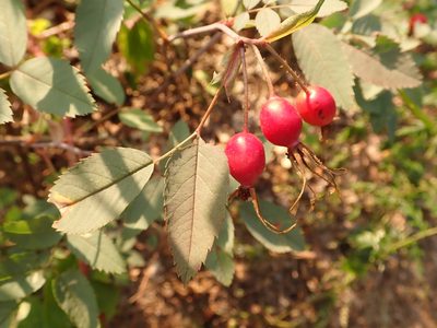 Rosa glauca, photographed by Alexis Tinker-Tsavalas