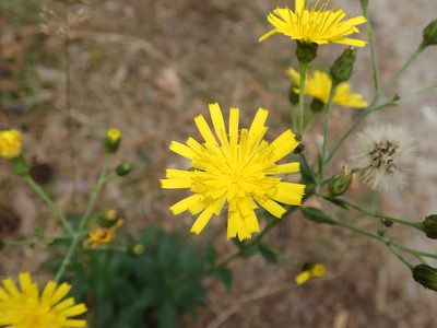 Hieracium lachenalii, photographed by Alexis Tinker-Tsavalas